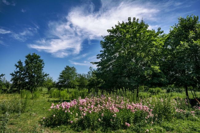 Обои картинки фото природа, лес, деревья