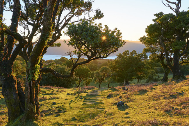 Обои картинки фото природа, пейзажи, лес, река