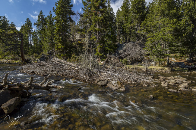 Обои картинки фото природа, реки, озера, лес, река