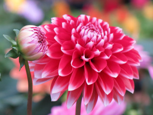 Картинка цветы георгины цветение георгин бутоны лепестки