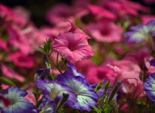 Картинка цветы петунии +калибрахоа цветки кус цветение петуния