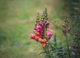 обоя цветы, львиный зев, цветение, розовые, лето