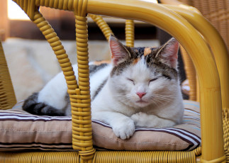 Картинка животные коты киса