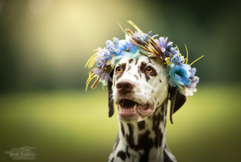 Картинка животные собаки собака порода прогулка домашнее животное