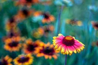 Картинка цветы эхинацея цветок оранжево-красный цветение лето