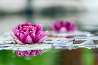 Картинка цветы лилии+водяные +нимфеи +кувшинки водяные лилии листья вода