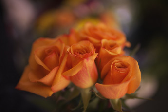 Картинка цветы розы лепестки розовая бутон роза цветение