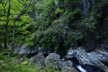 Картинка природа пейзажи деревья камни