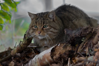 Картинка животные коты киса