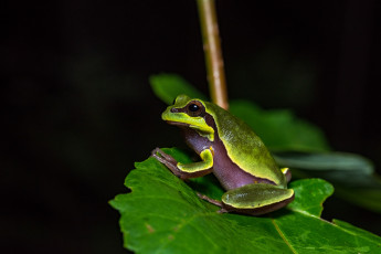 Картинка животные лягушки лист вода окрас лягушка