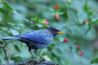 Картинка животные птицы лапки птица клюв окрас перья