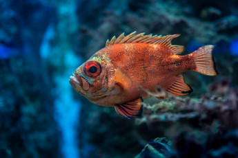 Картинка животные рыбы рыбка