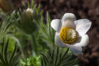Картинка цветы белый цветок макро цветение тычинка
