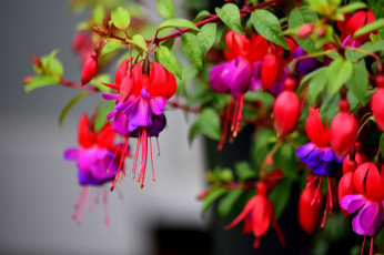обоя цветы, фуксия, тычинки, цветение, разбитое, сердце