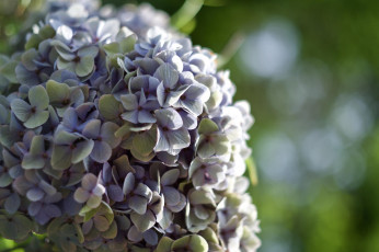 Картинка цветы гортензия цвет цветение куст