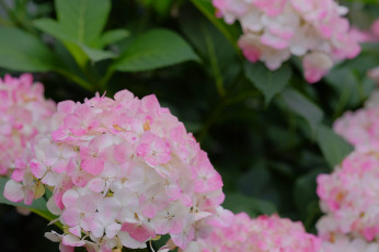 Картинка цветы гортензия цветение куст