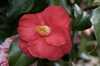 Картинка цветы камелии камелия листья кустарник цветение бутон