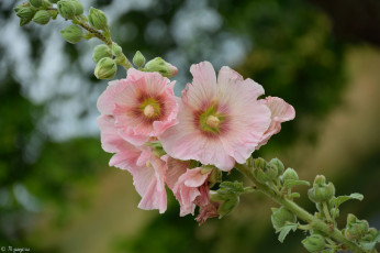 Картинка цветы мальвы мальва цветение бутон