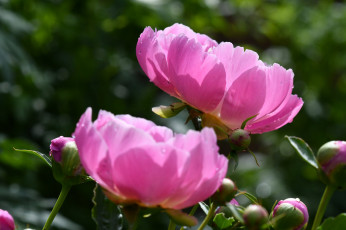 Картинка цветы пионы бутон цветение пион листья лепестки