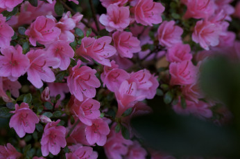 Картинка цветы рододендроны+ азалии азалия листья ветка