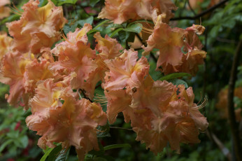 Картинка цветы рододендроны+ азалии азалия ветка листья