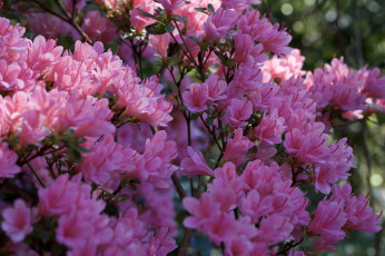 Картинка цветы рододендроны+ азалии ветка листья азалия