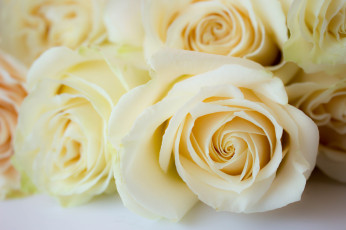 Картинка цветы розы роза бутон лепестки листья цветение rose bud petals leaves blossoms