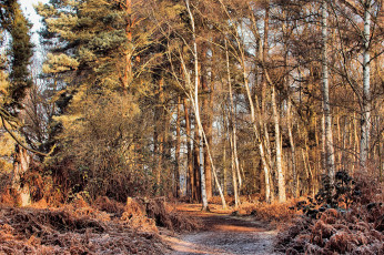 Картинка природа лес простор