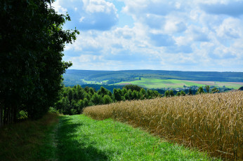 Картинка природа поля простор