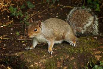 Картинка животные белки белка