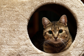 Картинка животные коты киса