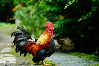 Картинка животные куры +петухи перья петушок окрас птица