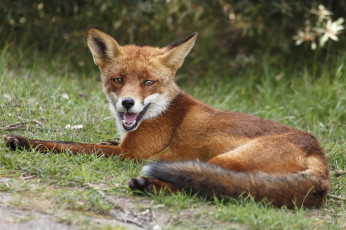 Картинка животные лисы лисичка