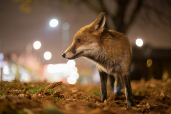 Картинка животные лисы лисичка