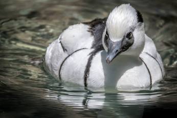 Картинка животные птицы крылья окрас пара птица