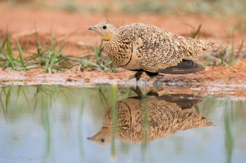 Картинка животные птицы птица лапки клюв окрас перья