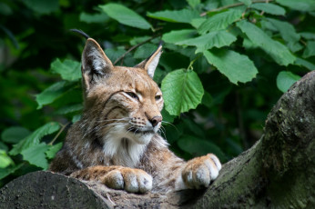 Картинка животные рыси взгляд кошка рысь