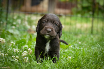 Картинка животные собаки порода животное шерсть собака окрас