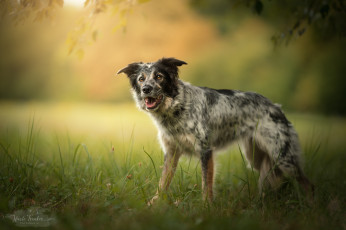 Картинка животные собаки собака прогулка трава природа