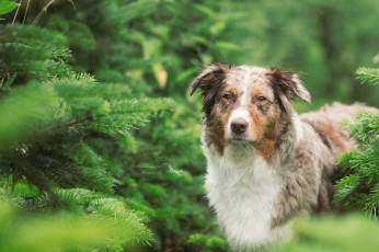Картинка животные собаки собака пёс морда взгляд