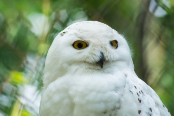 Картинка животные совы ветка дерево перья белая сова