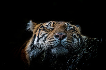 Картинка животные тигры хищник