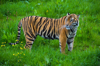 Картинка животные тигры хищник