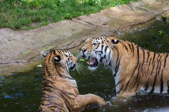 Картинка животные тигры тигр амурский кошка котёнок детёныш ветка бревно