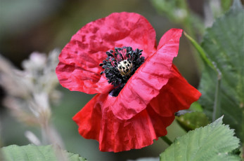 Картинка цветы маки мак цветок цветение лето