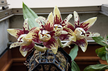 Картинка цветы орхидеи bloom petals orchid bright цветение лепестки яркая орхидея