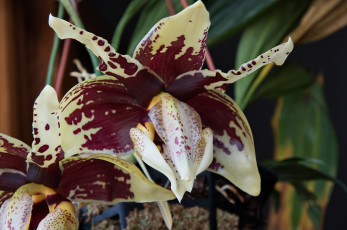 Картинка цветы орхидеи цветение flowers flowering orchids