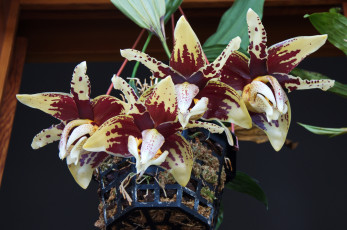 Картинка цветы орхидеи цветение лепестки цветки орхидея