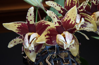 Картинка цветы орхидеи цветение лепестки яркая орхидея