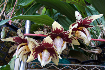 Картинка цветы орхидеи orchids цветение flowers flowering